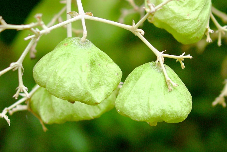 Fruits de Teck, Tectona grandis. Photo Jean François Butaud