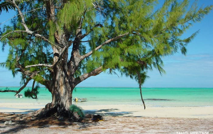 'Aito (casuarina-equisetifolia) devant le lagon vert de Anaa, Tuamotu. © Olivier Babin