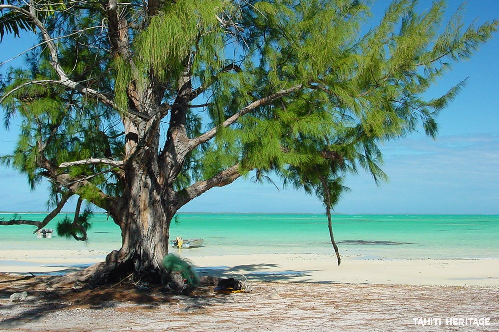 'Aito (casuarina-equisetifolia) devant le lagon vert de Anaa, Tuamotu. © Olivier Babin