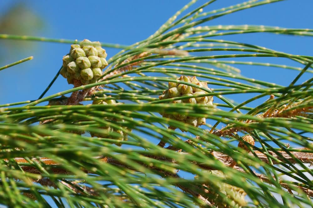 Chatons femelles de Casuarina equisetifolia, Aito,