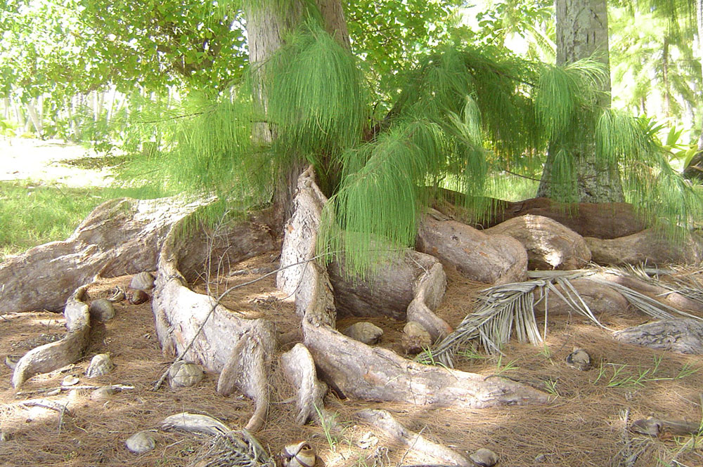 Racines de Aito à Fangatau.