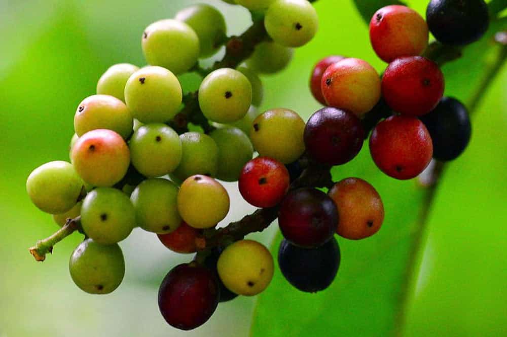 Fruits de l'arbre qui pue, Bignay (Antidesma Bunius)