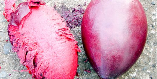 Coque d'Auteraa géant, Badamier, qui renferme l'amande comestible