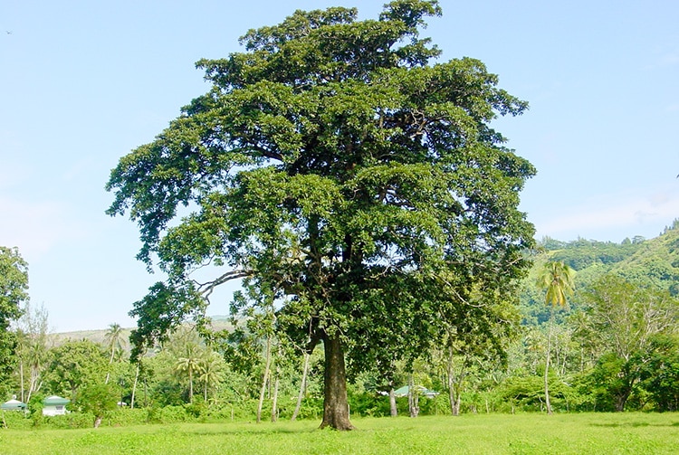 Auteraa géant, Badamier du domaine de Vaihiria