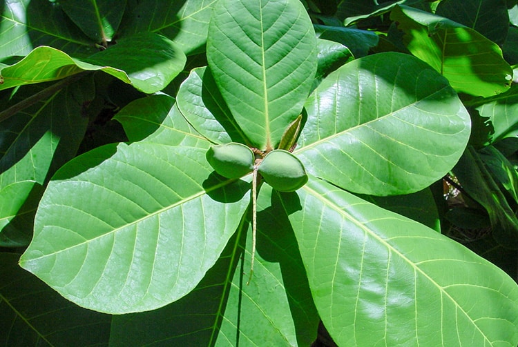 Amandes de Badamier, Autera'a