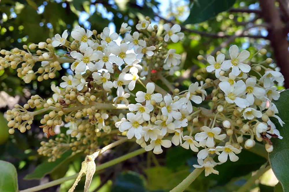 Fleurs de Bancoulier de Tahiti, Ti'a'iri. Photo Chantal Alexandre Tahiti iti