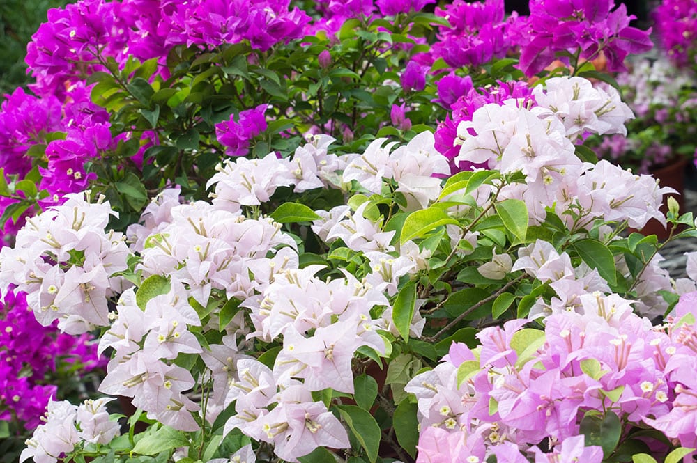 Bougainvilliers violet, mauve et blanc