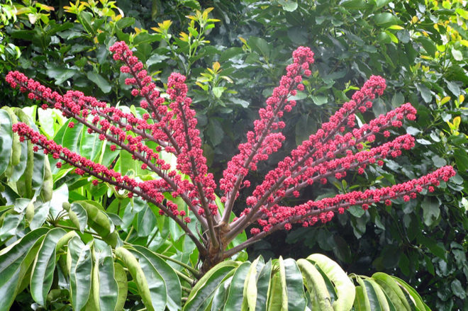 Inflorescence de Brassia actinophylla , l'arbre pieuvre