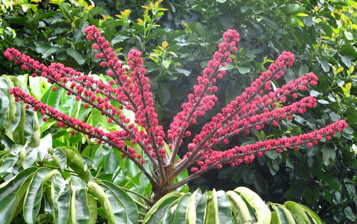 Inflorescence de Brassia actinophylla , l'arbre pieuvre