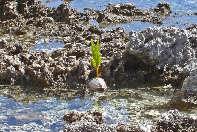 Premier cocotier des Tuamotu, à Anaa