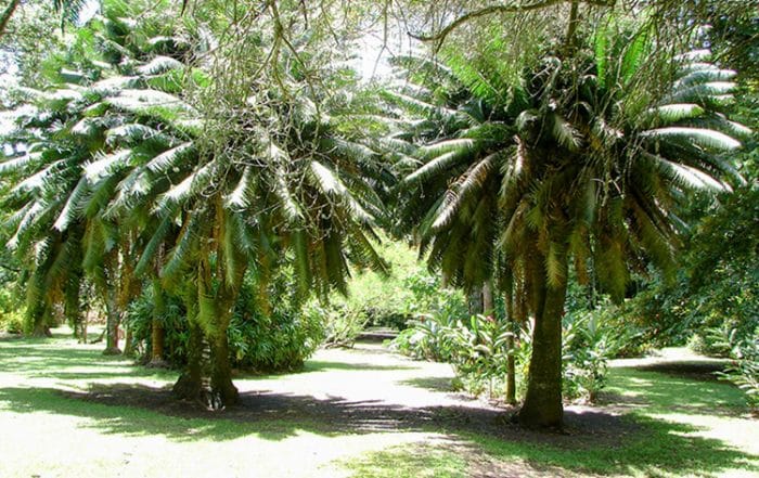 Cycas du jardin botanique de Tahiti © Tahiti Heritage