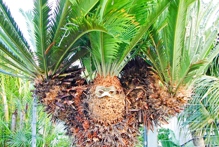 Cycas décoré pour Halloween © Tahiti Heritage
