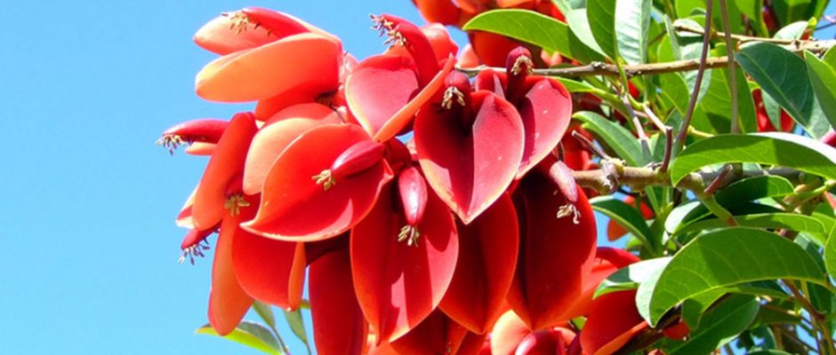 Erythrina tahitensis- Atae oviri
