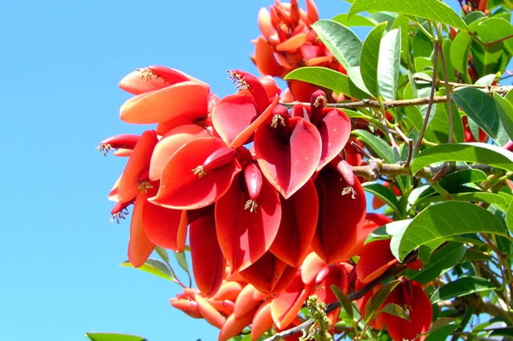 Erythrina tahitensis- Atae oviri