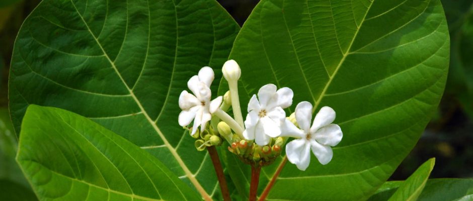Fleurs de Kahaia, Guettarda speciosa © Tahiti Heritage