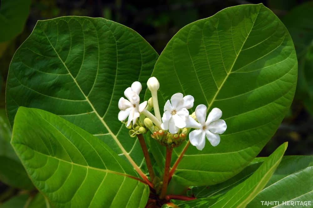 Fleurs de Kahaia, Guettarda speciosa © Tahiti Heritage