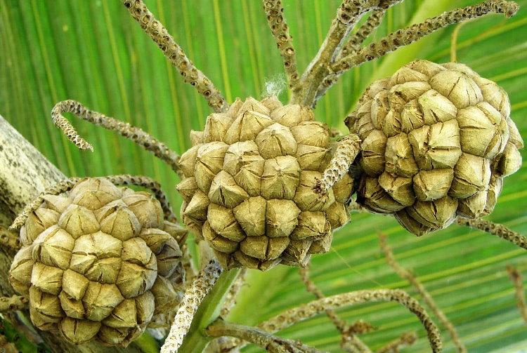 Graines de palmier des Marquises, Enu, Pelagodoxa henryana