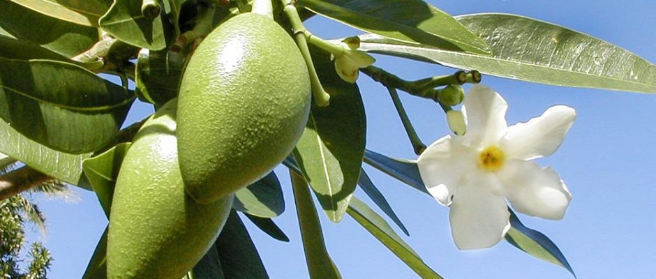 Cerbera manghas, Reva, Hotureva © Tahiti Heritage