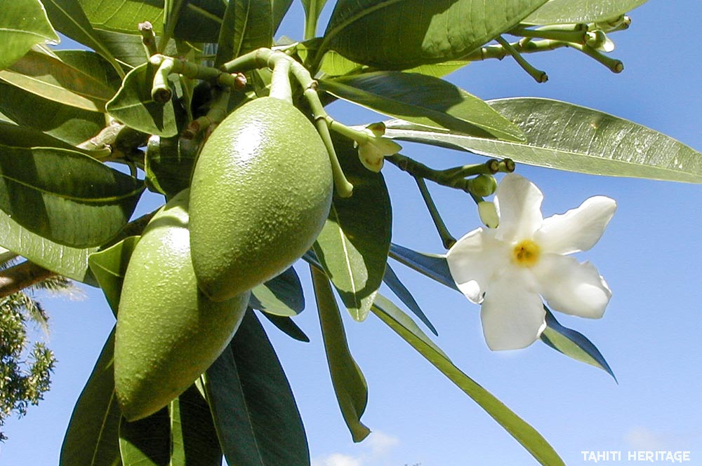 Cerbera manghas, Reva, Hotureva © Tahiti Heritage