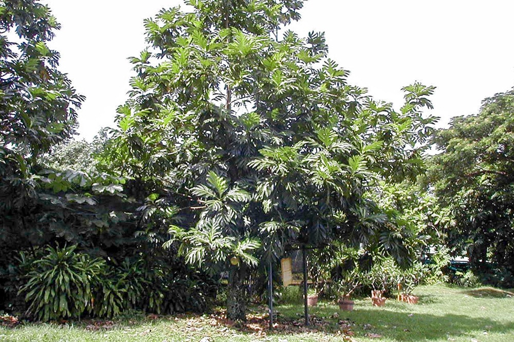 Le Uru, descendant de ceux de La Bounty, planté sur la colline du Tahara'a