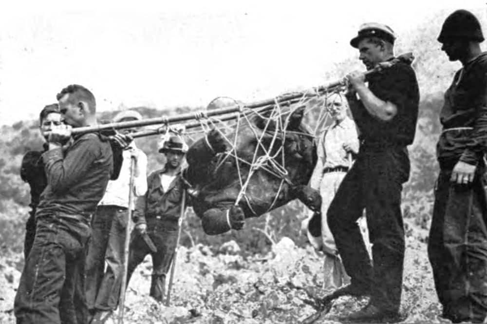 Marins du bateau Pinchot transportant une tortue. Galapagos 1930.