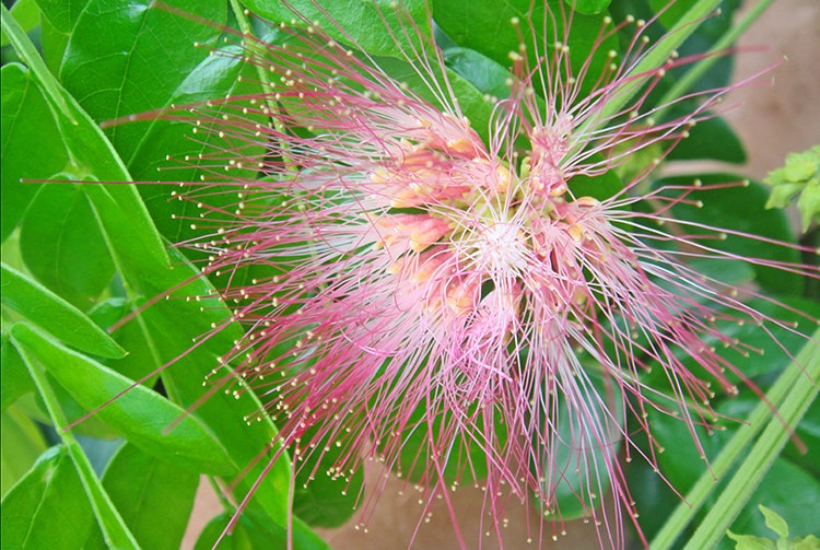 Fleur d'Albizia saman. Marumaru de Tahiti