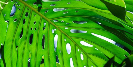 Feuille de Monstera deliciosa, dît le fromage suisse