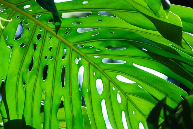 Feuille de Monstera deliciosa, dît le fromage suisse