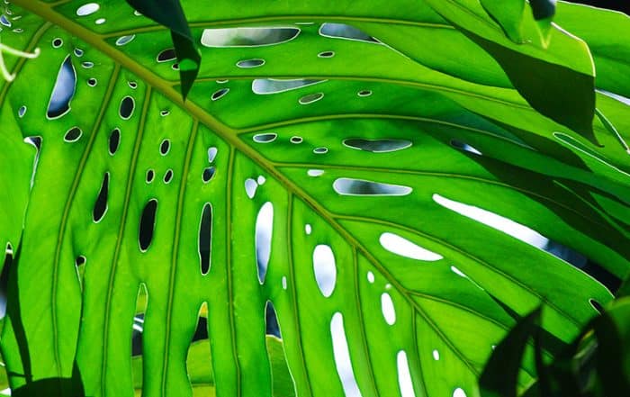 Feuille de Monstera deliciosa, dît le fromage suisse