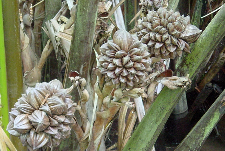 Graines de palmier Nypa du jardin botanique de Tahiti