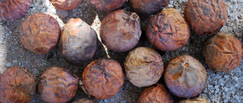 Noix du Bancoulier de Tahiti, Ti'a'iri