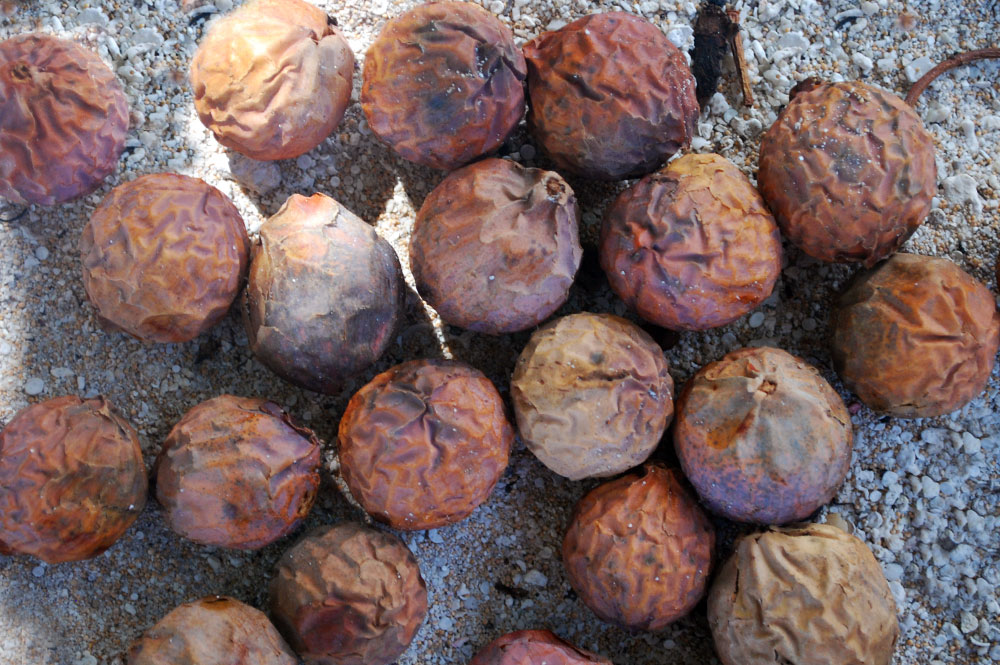 Noix du Bancoulier de Tahiti, Ti'a'iri