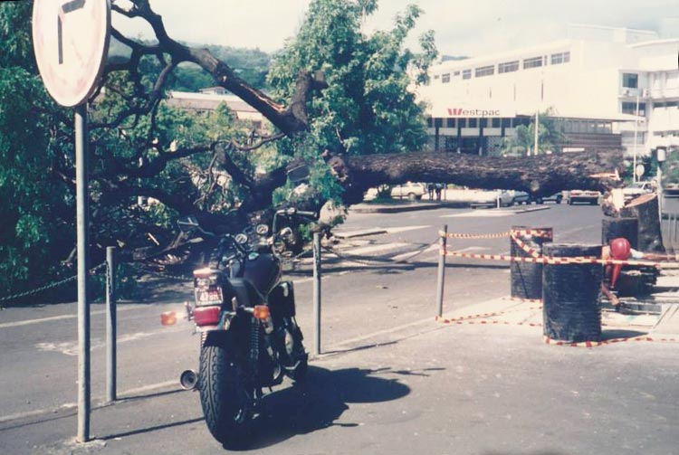 Arbre de la cathédrale abattu par les grévistes en avril 1994. Photo Christian Beslu