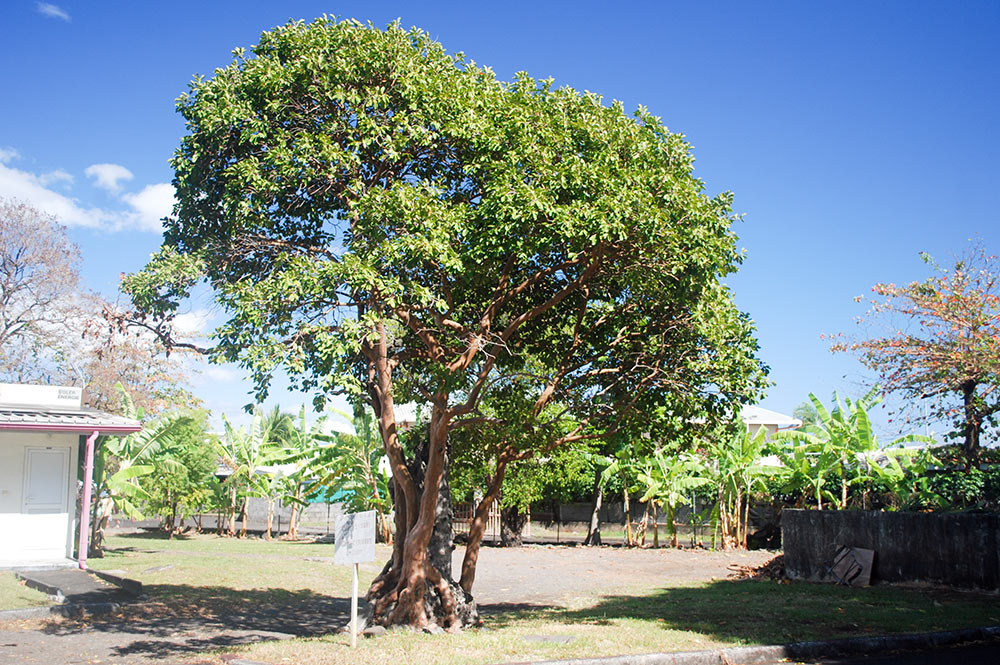 Le ora tahiti qui ne voulait pas mourir du Comsup de Pirae