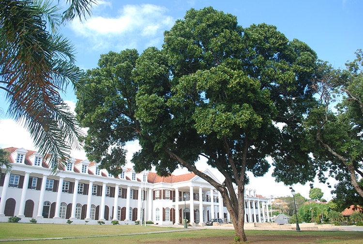 Marumaru, Arbre des avenues du jardin de la mairie de Pirae © Tahiti Heritage