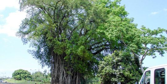 Banian du crochet de Punaauia 2006