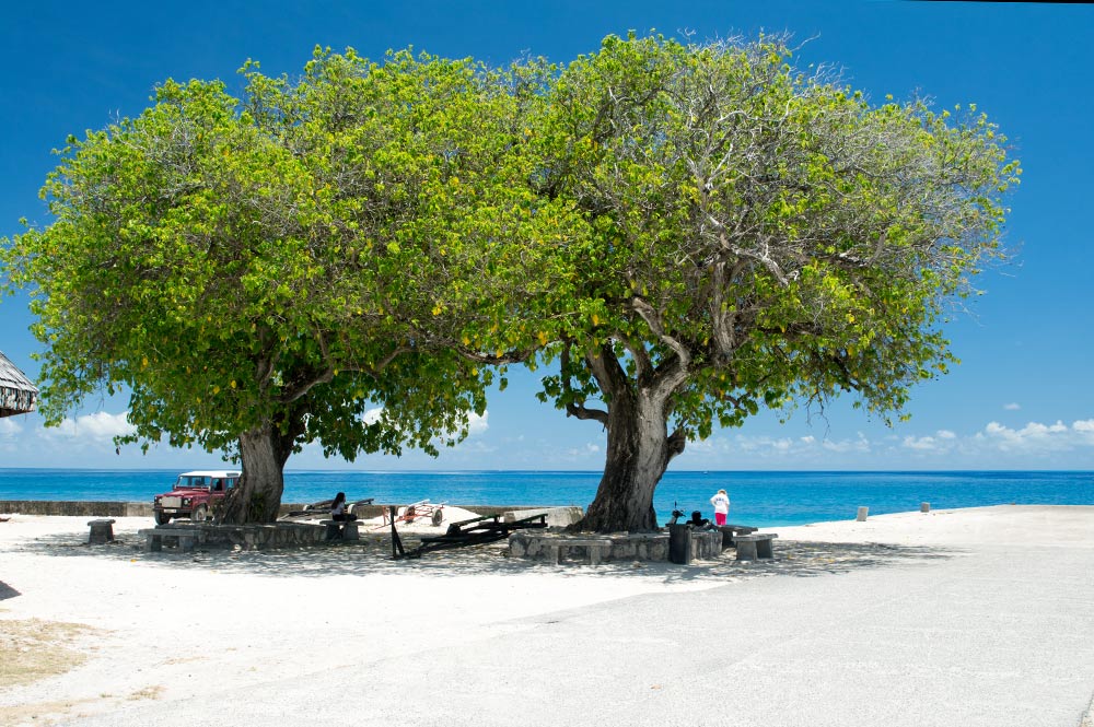 Tou du quai de Tiputa à Rangiroa. Cordia subcordata.