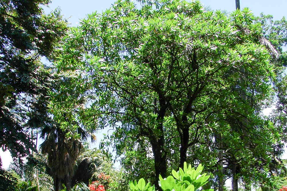 Hotureva, Reva, du jardin botanique de Tahiti © Tahiti Heritage