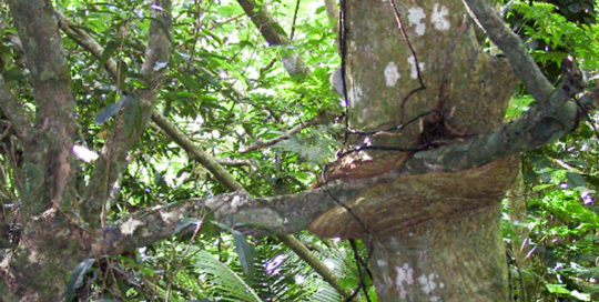 Arbre cannibale de Rurutu