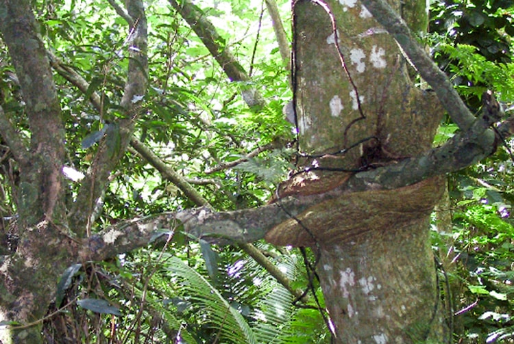 Arbre cannibale de Rurutu