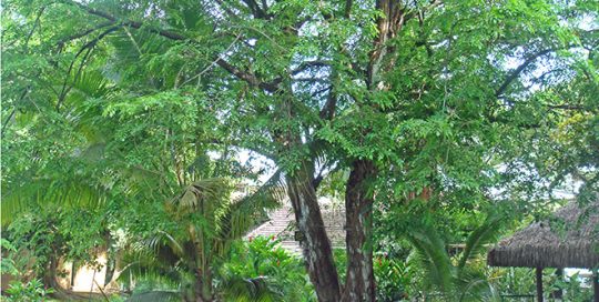 Sandragon du jardin de l'assemblée