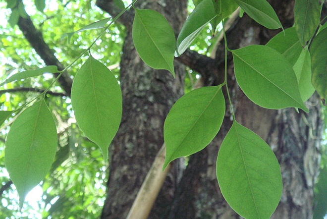 Feuille de Sandragon