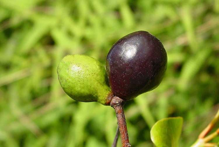 Graines de Santal, Santalum Insulare. Photo Jean-François Butaud