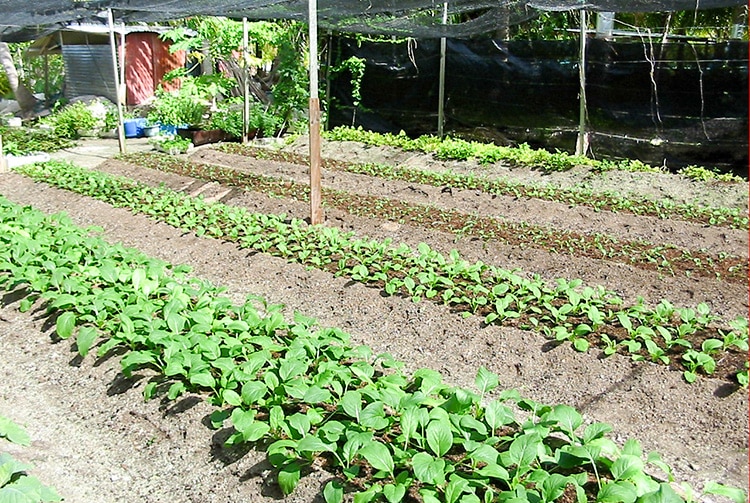 Plantation de l'îe d'eden à Tikehau