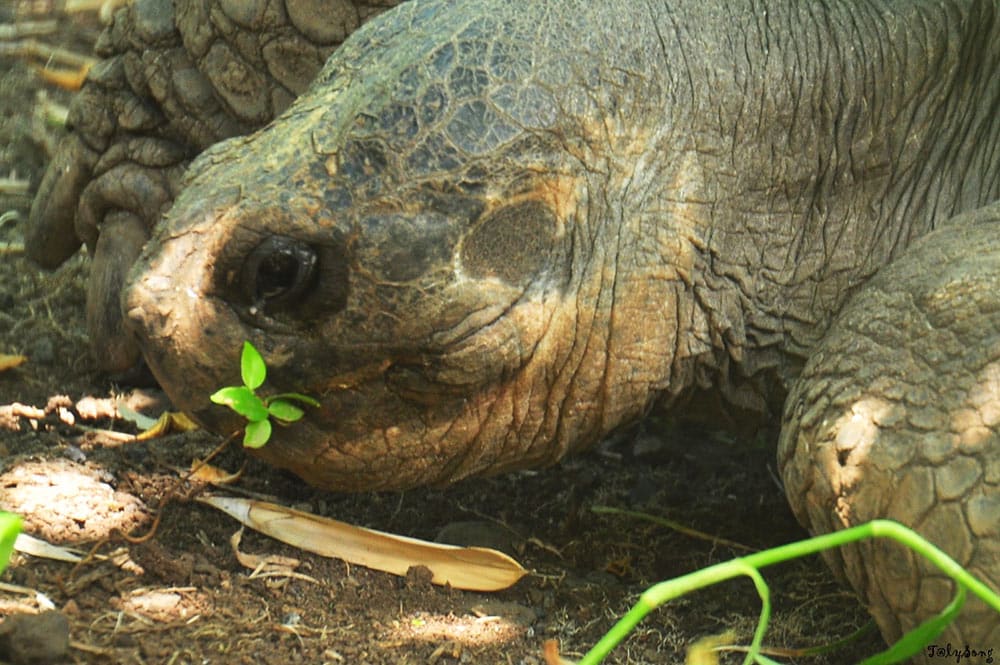 Tête d'une tortue des Galapagos du jardin botanique de Tahit