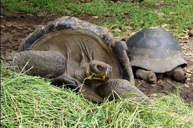 Tortues des Galapagos du jardin botanique de Tahiti. © Tahiti Heritage