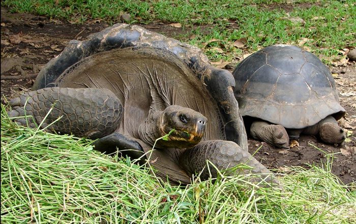 Tortues des Galapagos du jardin botanique de Tahiti. © Tahiti Heritage