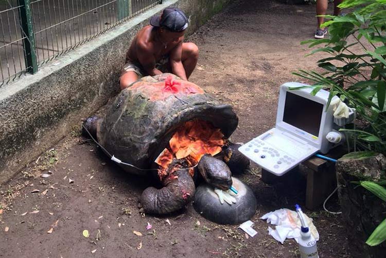 Tortue mâle blessée le 10 janvier 2018. Photo Clinique vétérinaire de Fariipiti