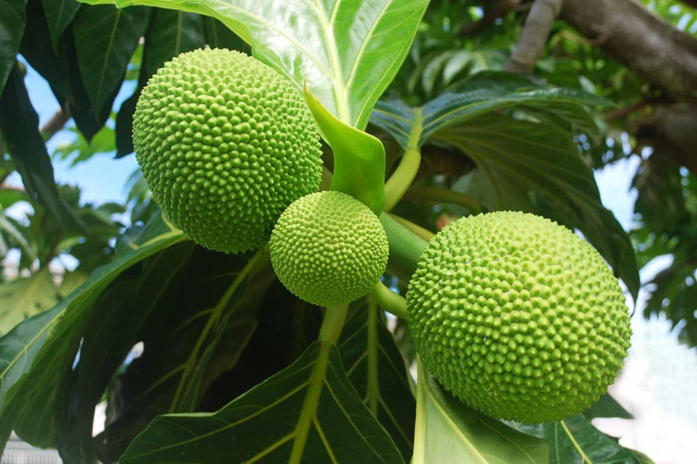 Trois uru, fruit de l'arbre à pain