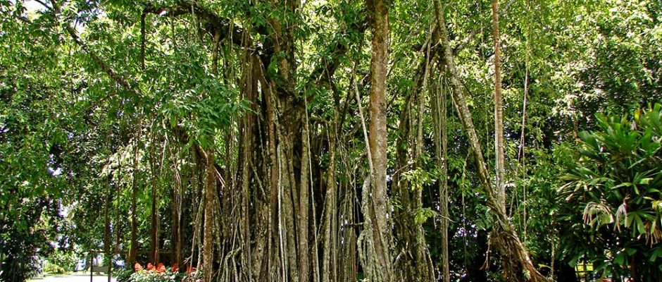 Banian tahitien, Ora Tahiti